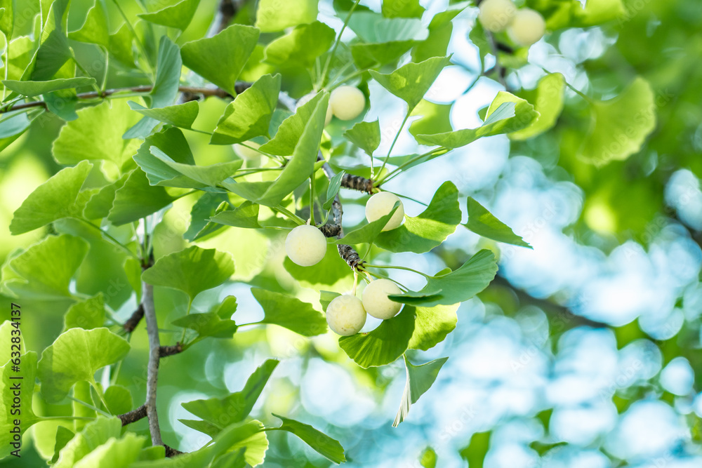 Ginkgo biloba, commonly known as ginkgo or gingko, maidenhair tree. is