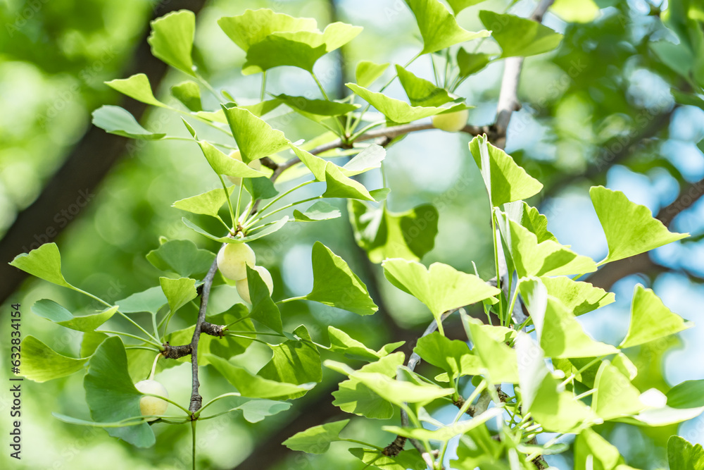 Ginkgo biloba, commonly known as ginkgo or gingko, maidenhair tree. is