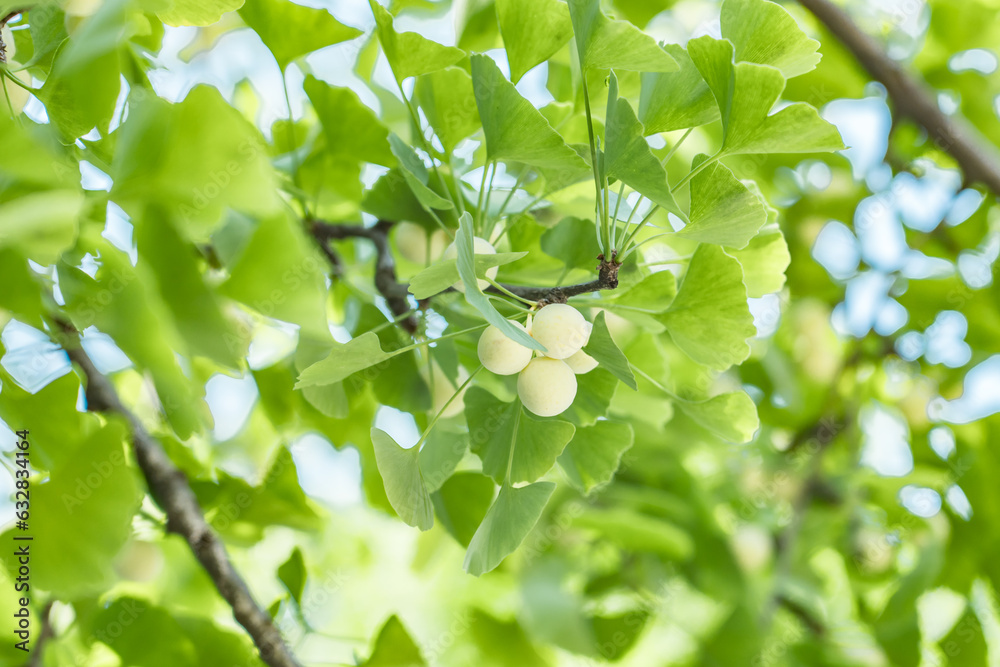 Ginkgo biloba, commonly known as ginkgo or gingko, maidenhair tree. is
