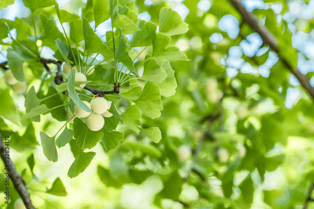 Ginkgo biloba, commonly known as ginkgo or gingko, maidenhair tree. is