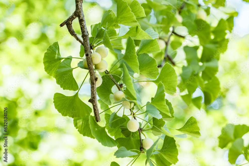 Ginkgo biloba, commonly known as ginkgo or gingko, maidenhair tree. is