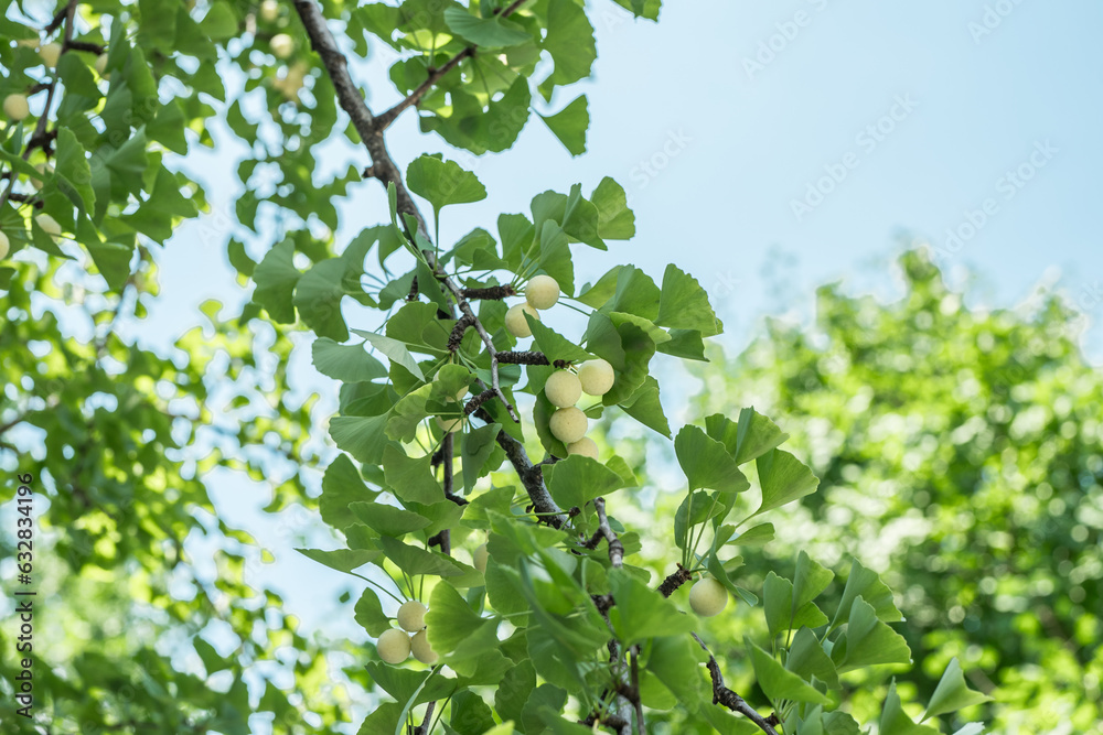 Ginkgo biloba, commonly known as ginkgo or gingko, maidenhair tree. is