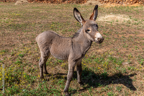 Close-up of a donkey calf. Tabuyo del Monte, Leon, Spain.