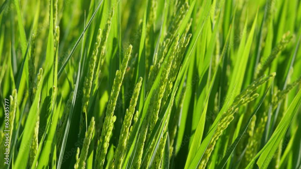 Rice ears bearing fruit, harvest, agriculture, paddy field Rice ears bearing fruit, harvest, agriculture, paddy field