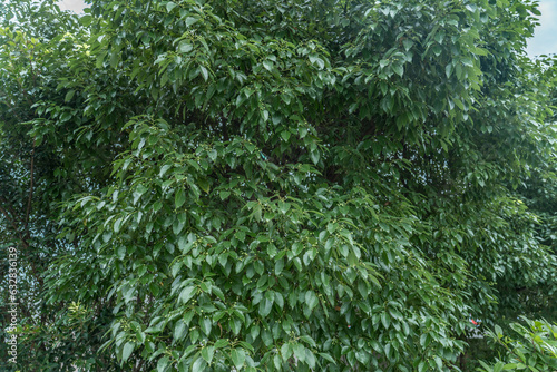 Camphora officinarum is a species of evergreen tree that is commonly known under the names camphor tree  camphorwood or camphor laurel. Fuhuan Town  Qijiang  Chongqing  China.