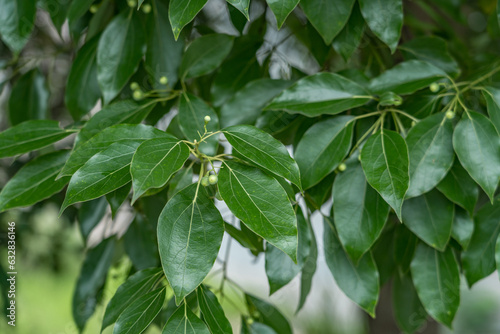 Camphora officinarum is a species of evergreen tree that is commonly known under the names camphor tree, camphorwood or camphor laurel. Fuhuan Town, Qijiang, Chongqing, China. photo