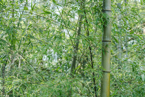  Phyllostachys edulis, the mōsō bamboo, tortoise-shell bamboo, mao zhu. Changqi Town, Chishui City, Guizhou Province, China.