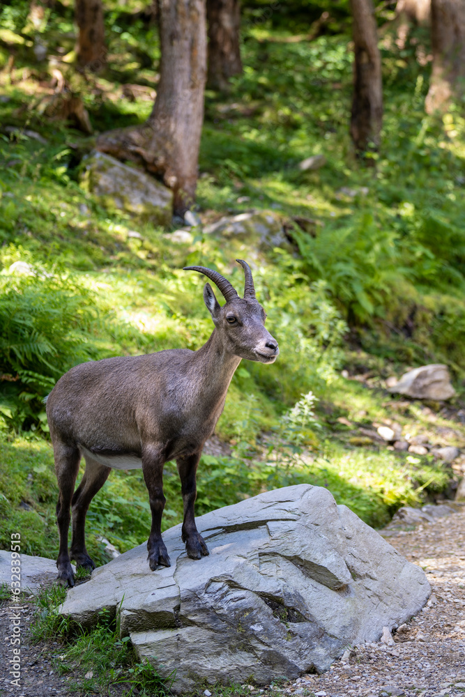 Young capricorn standing on a stone in the forest in summer Young capricorn standing on a stone in the forest in summer