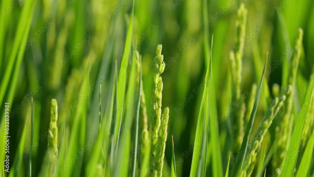 Rice ears bearing fruit, harvest, agriculture, paddy field Rice ears bearing fruit, harvest, agriculture, paddy field
