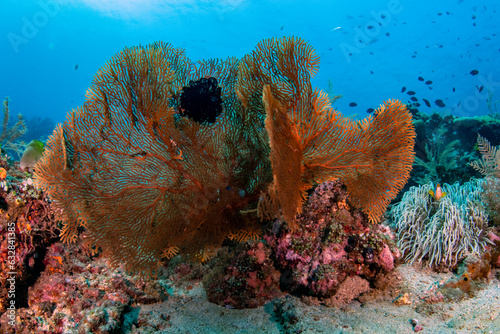 Fototapeta Naklejka Na Ścianę i Meble -  Coral reefs - amazing sea life of Tulamben, Bali, Indonesia.