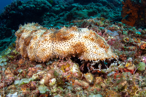 A giant sea cucumber on a coral reef. Sea life of Tulamben, Bali, Indonesia.