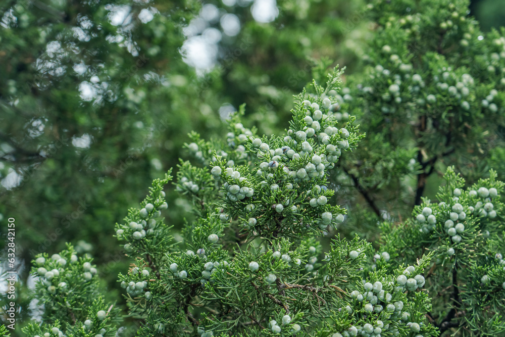 Juniperus chinensis, the Chinese juniper is a species of plant in the cypress family Cupressaceae, South Korea, Seoul, Sejongno, Gyeongbokgung
Juniperus chinensis, the Chinese juniper is a species of plant in the cypress family Cupressaceae, South Korea, Seoul, Sejongno, Gyeongbokgung