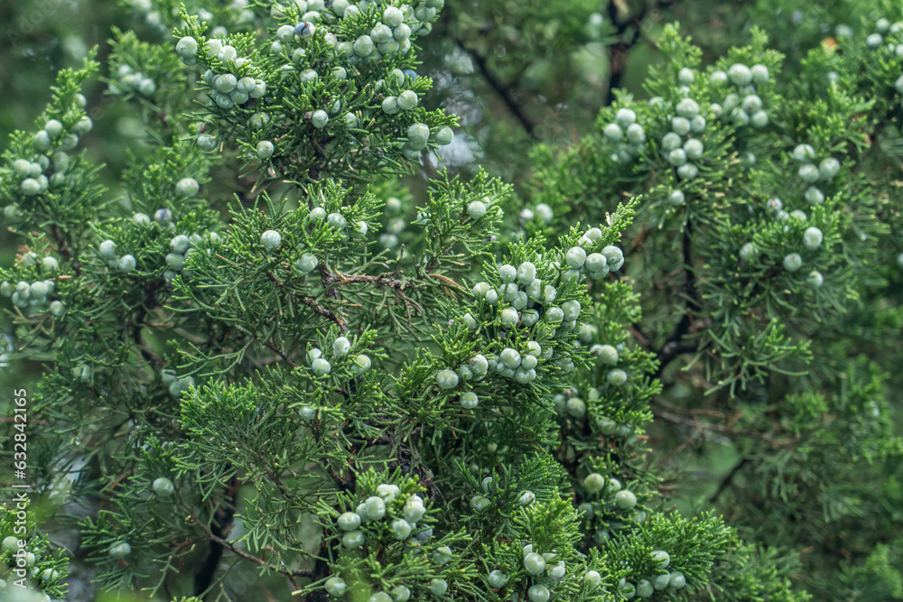 Juniperus chinensis, the Chinese juniper is a species of plant in the cypress family Cupressaceae,  South Korea, Seoul, Sejongno, Gyeongbokgung
