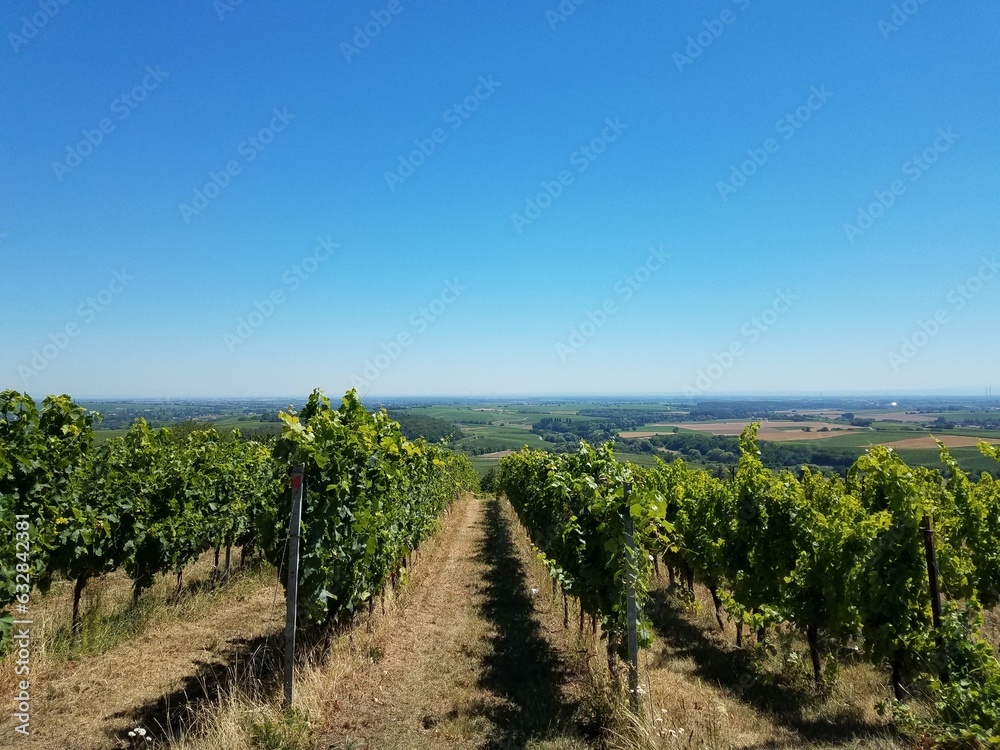Fototapeta premium View over a vineyard with blue sky