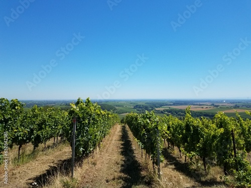 View over a vineyard with blue sky