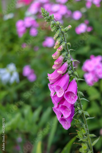 Obraz na płótnie Digitalis purpurea foxglove flowers close up in the park wallpaper w salonie