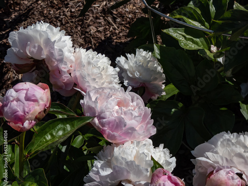 Peony (paeonia lactiflora) 'Baroness Schroeder' with finely cut green foliage flowering with huge double creamy white flowers with a pinkish outer tinge photo