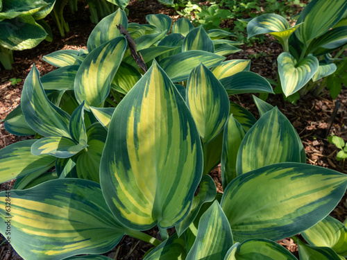 Hosta 'June' growing in the garden with distinctive gold leaves with striking blue-green irregular margins in spring