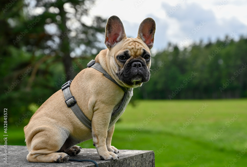 French bulldog puppy sitting on stone wall