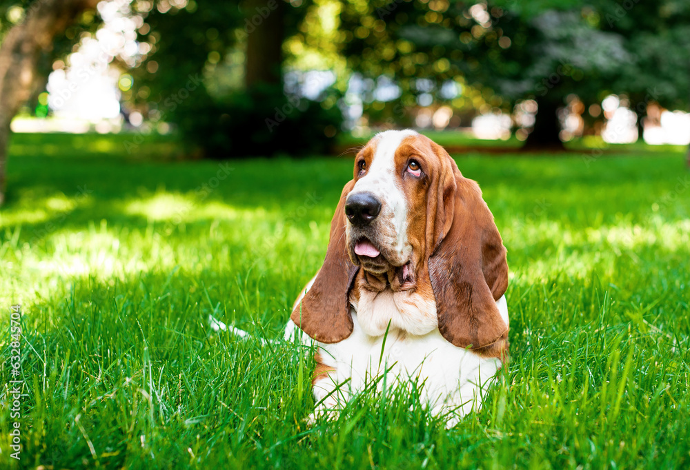 A dog of the basset hound breed lies on green grass against a background of trees. The dog has long ears and sad eyes. He looks up and shows his tongue. The photo is blurred.