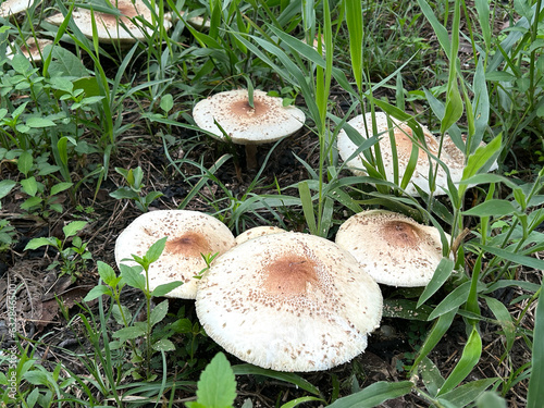 Poisonous mushroom Chlorophyllum molybdites  natural blooming white flowers in grass field ,Thailand. photo