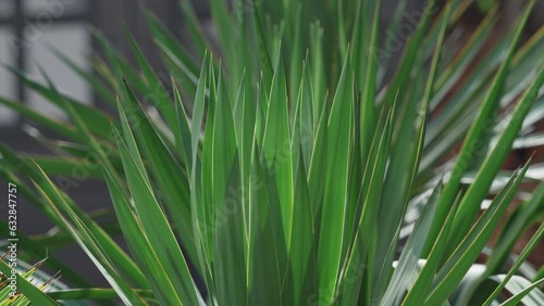 Green leaves detail of Yucca gloriosa photo