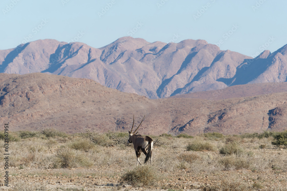 Scenic view of the Oryx gazella walking in front of the mountains in the Namib Naukluft National Park, Namibia Scenic view of the Oryx gazella walking in front of the mountains in the Namib Naukluft National Park, Namibia