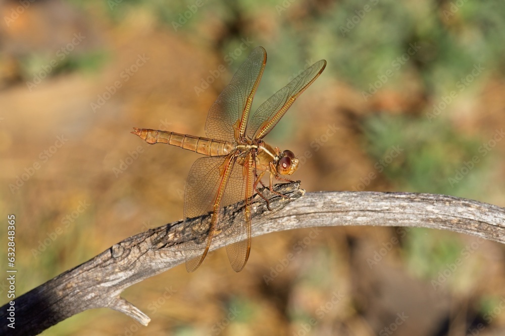 Fototapeta premium Red Skimmer dragonfly, Libellula saturata, on a twig in Arizona.