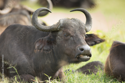 The African buffalo (Syncerus caffer), also known as the Kaffir buffalo, is a massive herbivore from the African savannahs. photo