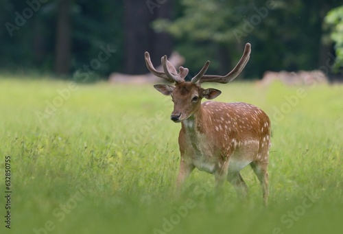 Wildlife scene with a beautiful fallow deer. Dama dama. A deer grazing on the meadow.
