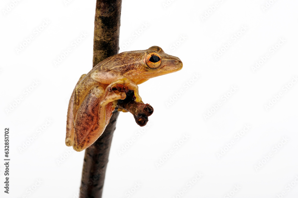 Fototapeta premium Reed Frog // Riedfrosch (Hyperolius sp.) - East Africa