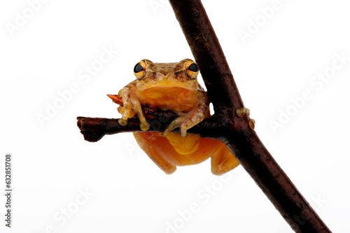 Reed Frog // Riedfrosch (Hyperolius sp.) - East Africa photo