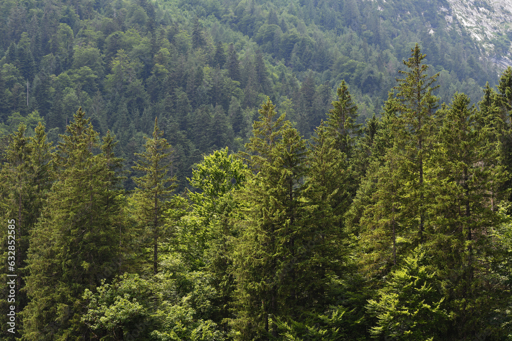 Wald im Hochgebirge Wald im Hochgebirge