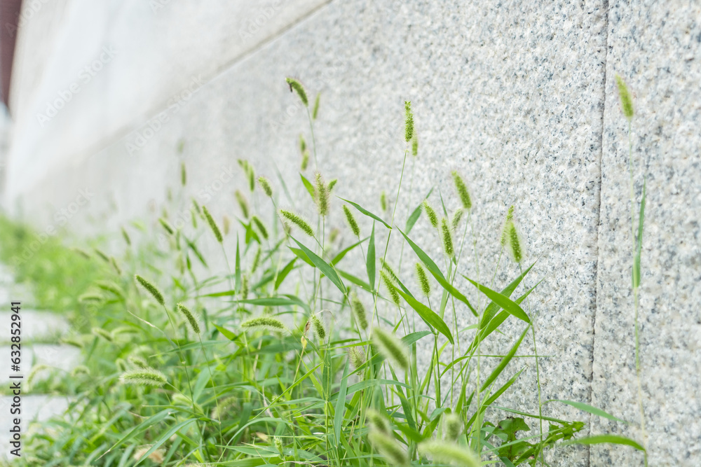 Obraz premium Setaria viridis is a species of grass, green foxtail, green bristlegrass, and wild foxtail millet. South Korea, Seoul, Sejongno, Gyeongbokgung 