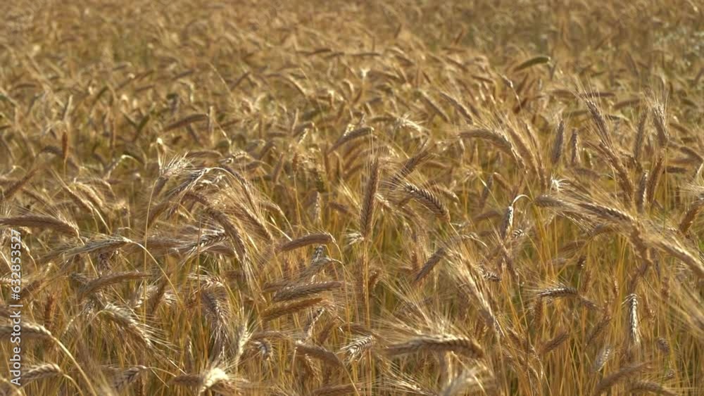 Wheat agriculture field on farm. Nature harvest grain crop in rural summer landscape. Wheat agriculture field on farm. Nature harvest grain crop in rural summer landscape.