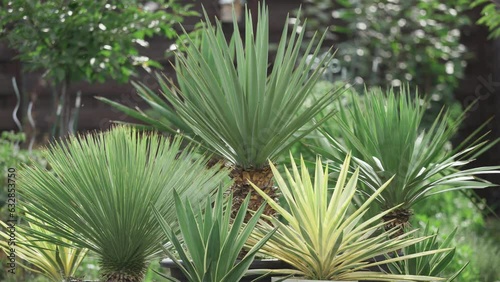 Many Yucca species in a Mediterranean styled garden photo