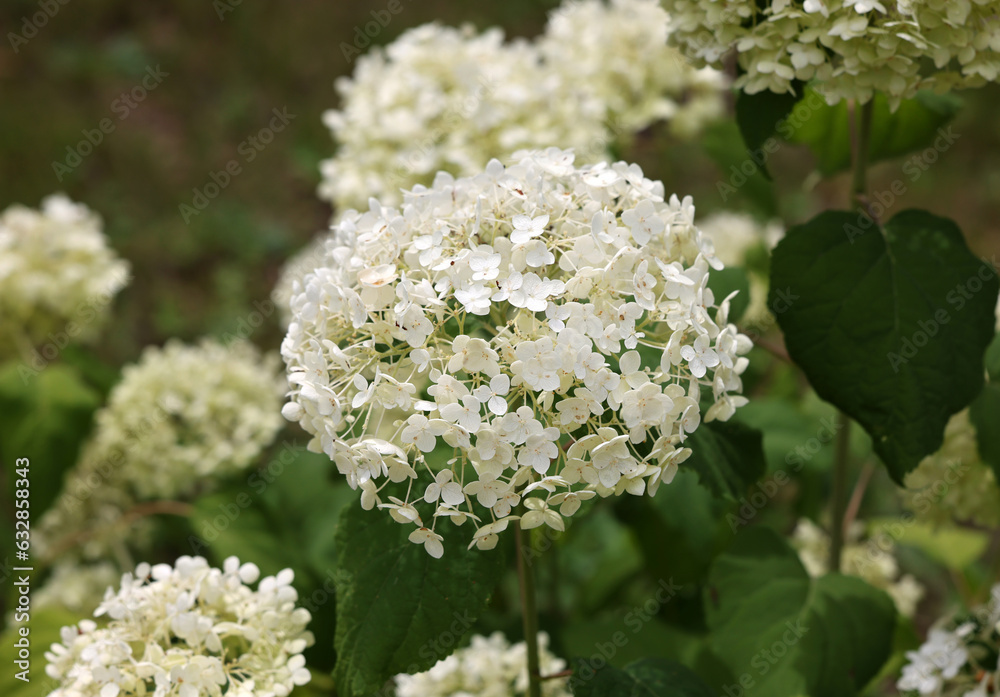 closeup of a beautiful white hydrangea in garden closeup of a beautiful white hydrangea in garden