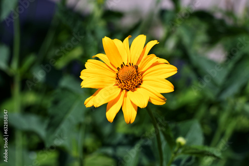 Yellow flower on a green meadow