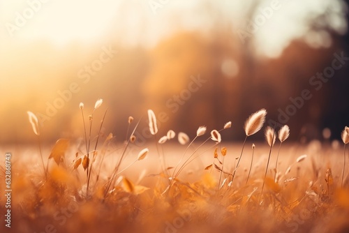 Goldener Augenblick  Nahaufnahme eines Weizenfeldes im Sp  tsommer