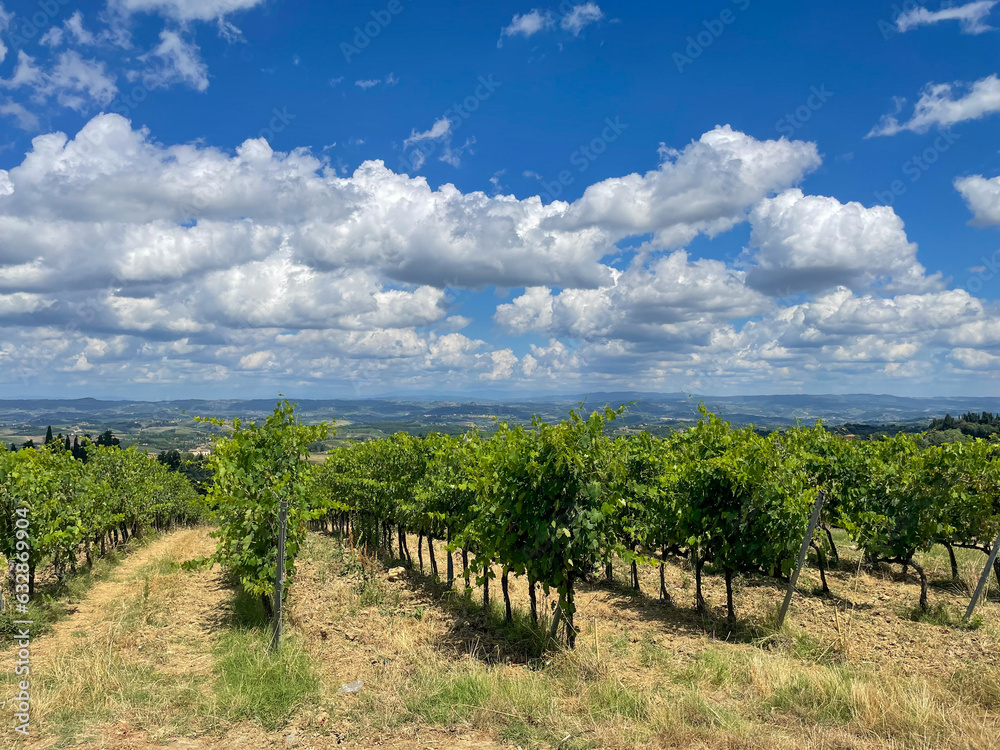 vineyard in tuscany region country, italy
