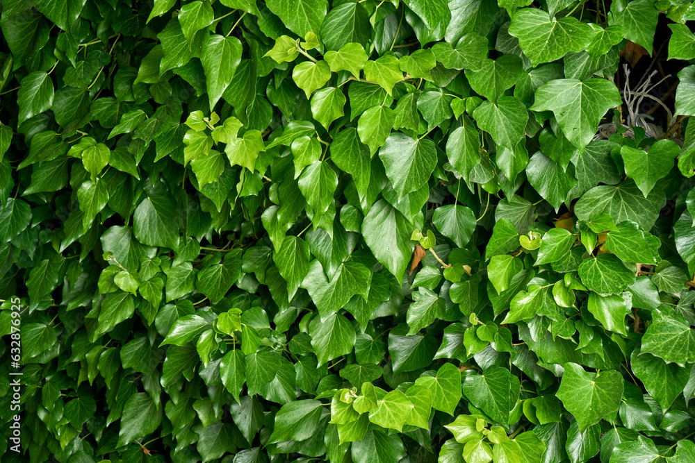 ivy on a wall ivy on a wall