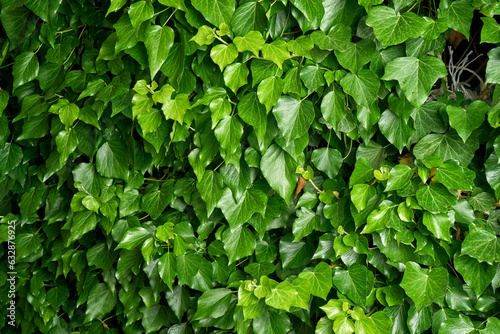 Wallpaper Mural ivy on a wall Torontodigital.ca