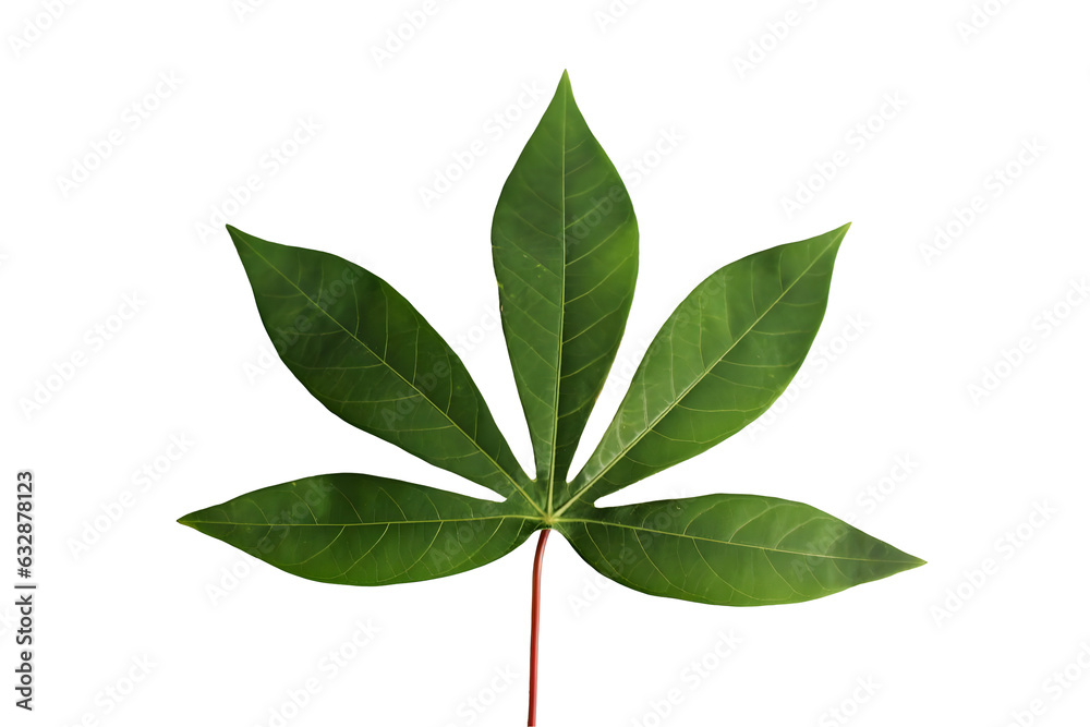 Fototapeta premium green leaves isolated on white background