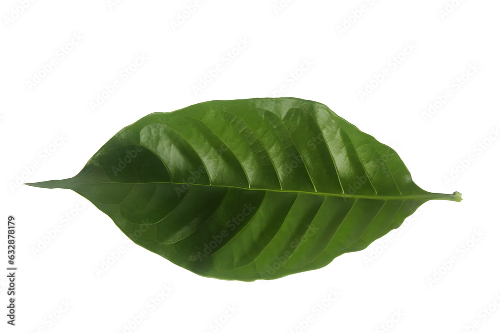 Obraz premium leaf isolated on white