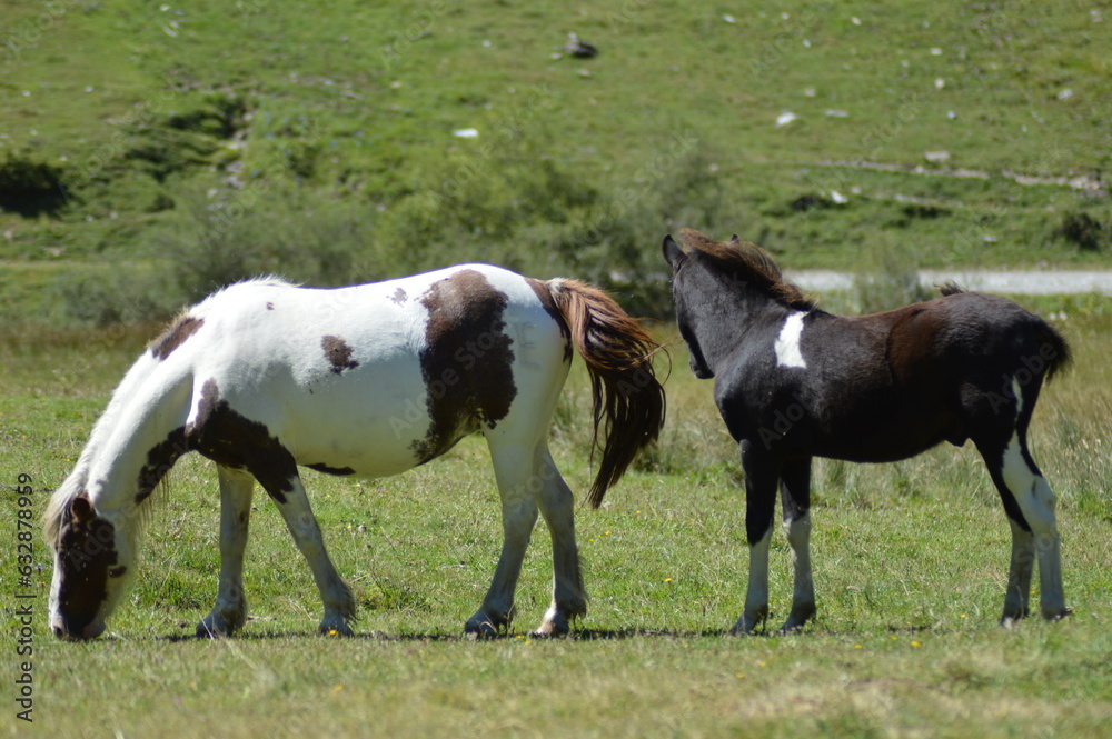 cheval en liberté - Lac d'Estaing cheval en liberté - Lac d'Estaing