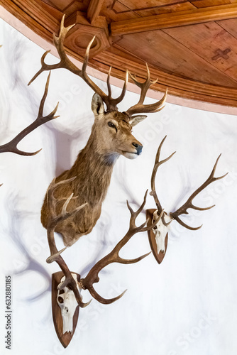 Buck head and antlers mounted on a wall