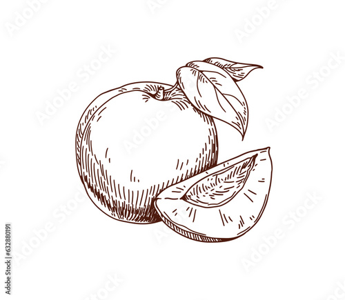 Apricot, engraved outlined drawing in vintage retro style. Etched detailed fruit, whole, cut half, wedge composition. Handdrawn woodcut food. Drawn vector illustration isolated on white background