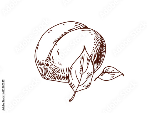 Apricot and leaf, engraved etched drawing in retro vintage style. Outlined co...