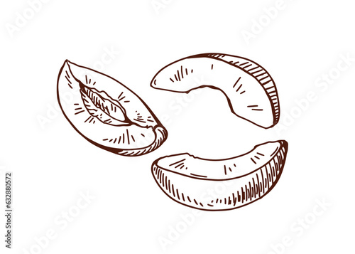 Fruit wedges, engraved outlined drawing in vintage style. Etched apricot piec...