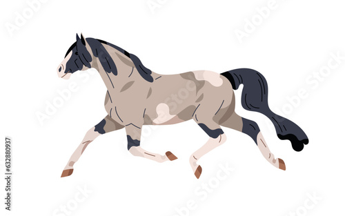 American Paint horse galloping. Stallion, equine animal running fast, movement, action pose. Spotted thoroughbred steed, racehorse profile. Flat vector illustration isolated on white background